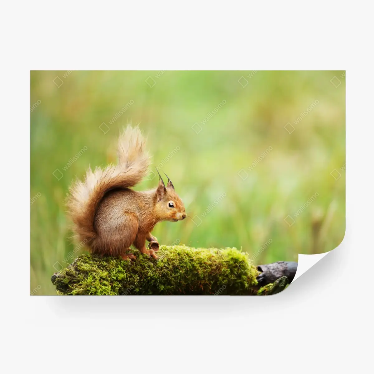 Fototapete rotes eichhörnchen auf moosigem stamm – Pixers®
