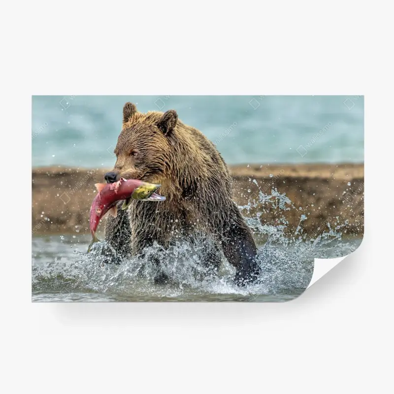 Fototapete braunbär fängt lachs im fluss