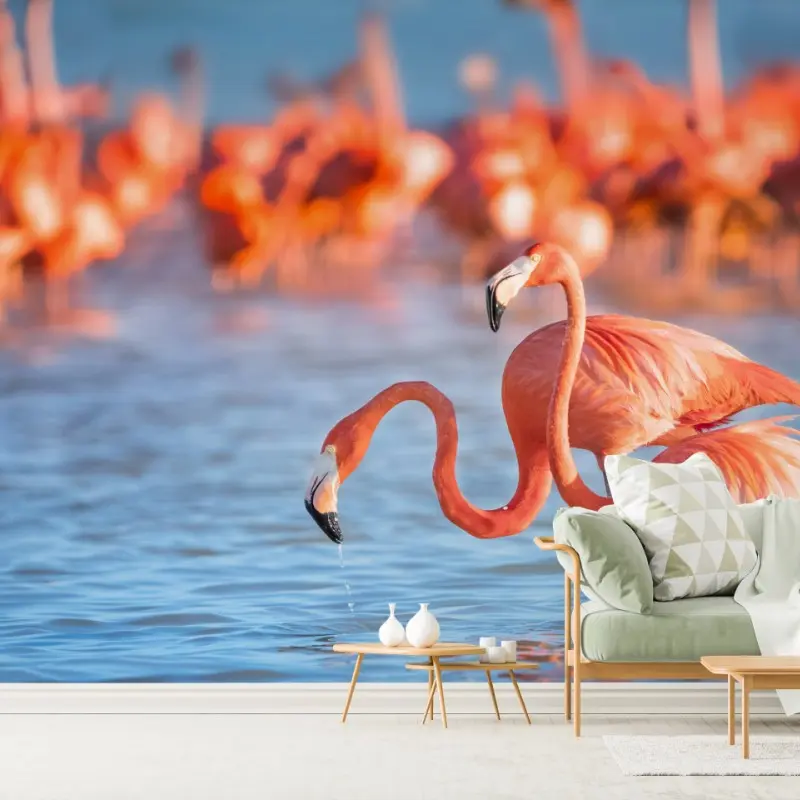 Fototapete anmutige flamingos im flachen wasser