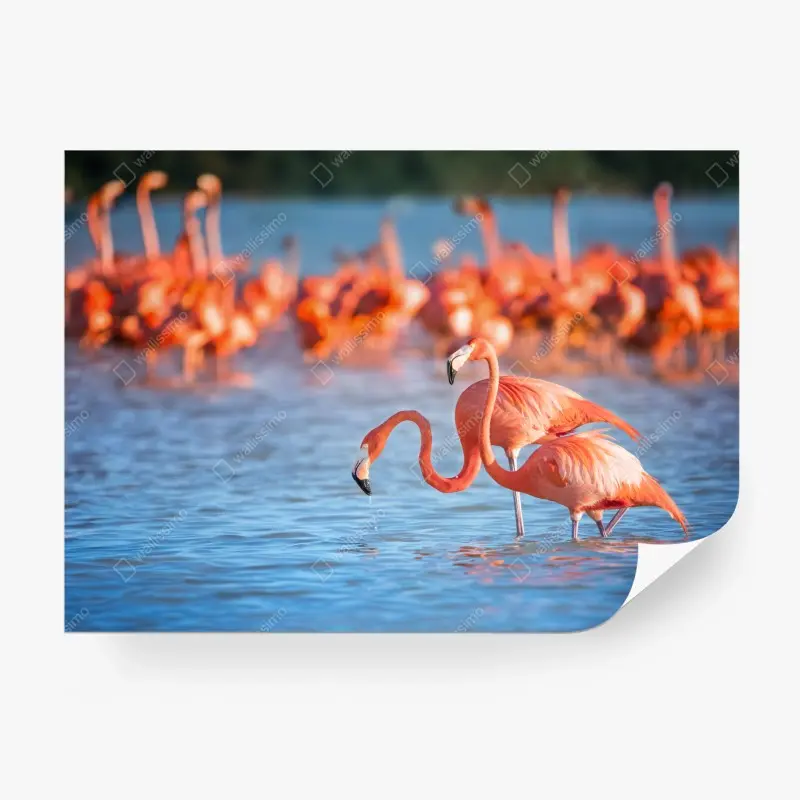Fototapete anmutige flamingos im flachen wasser