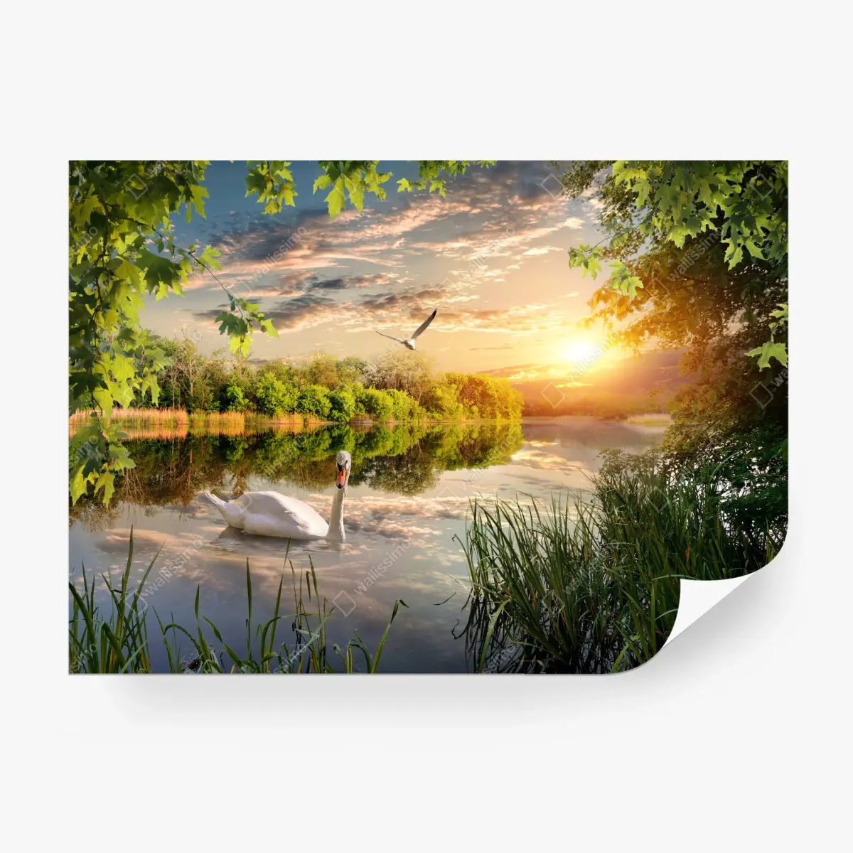 Fototapete sonnenuntergang mit schwan auf stillem see – Pixers®