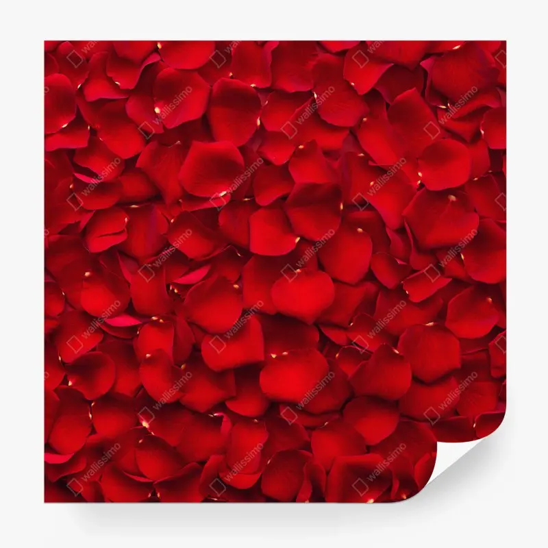 Fototapete rote rosenblätter hintergrund