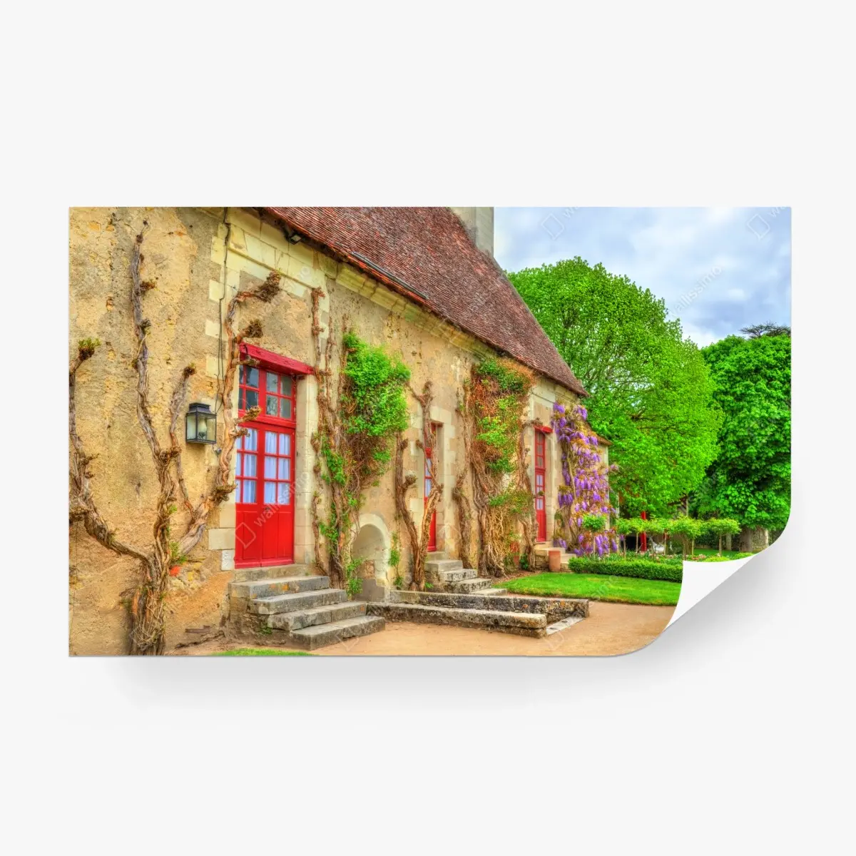 Fototapete reizendes landhaus mit blühender glyzinie – Pixers®
