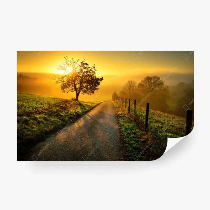 Fototapete sonnenbeschienener landweg durch die morgenwiese