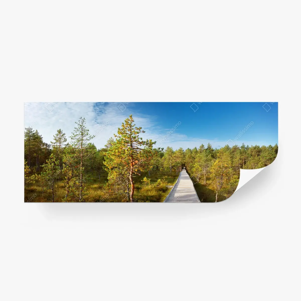 Fototapete sonniger steg durch den kiefernwald – Pixers®