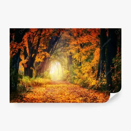 Fototapete herbstlicher waldpfad im goldenen licht – Pixers®