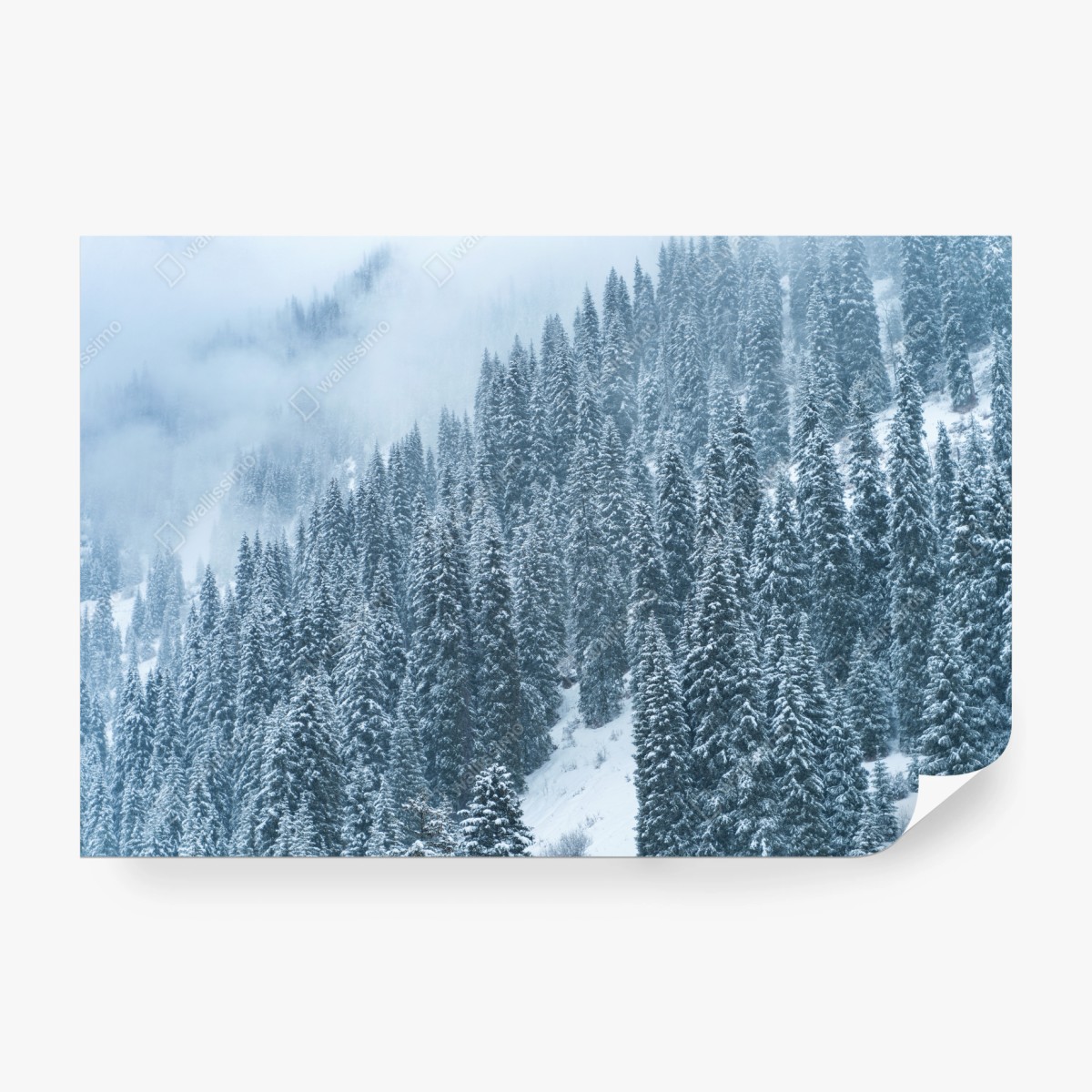 Fototapete nebeliger schneebedeckter kiefernwald – Pixers®