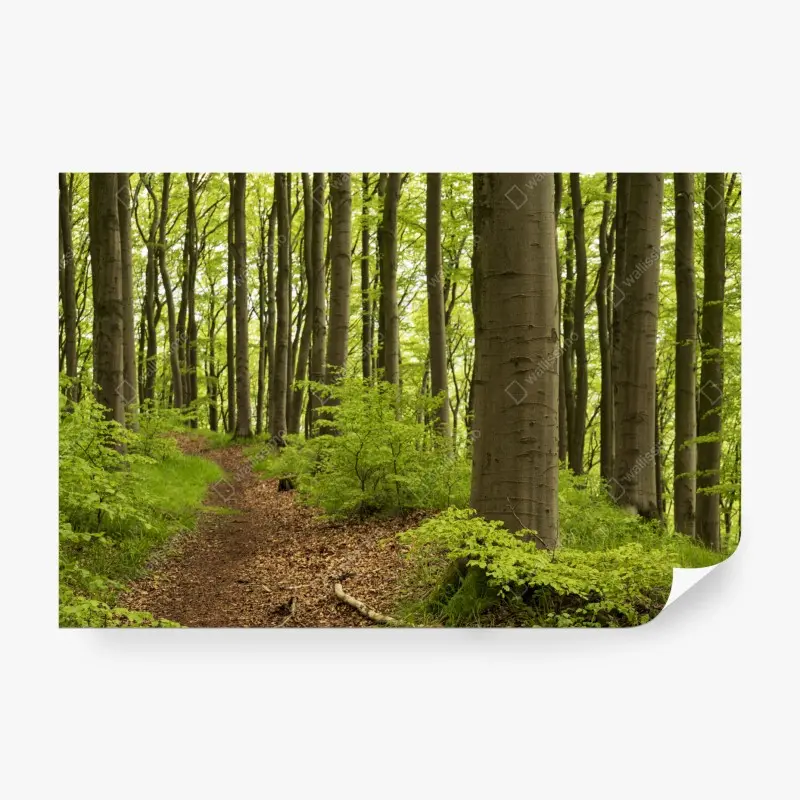 Fototapete ruhiger grüner waldweg