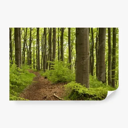 Fototapete ruhiger grüner waldweg – Pixers®