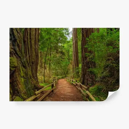 Fototapete majestätischer waldpfad zwischen mammutbäumen – Pixers®