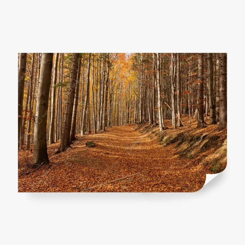 Fototapete herbstlicher waldweg mit goldenen blättern