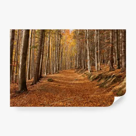 Fototapete herbstlicher waldweg mit goldenen blättern – Pixers®