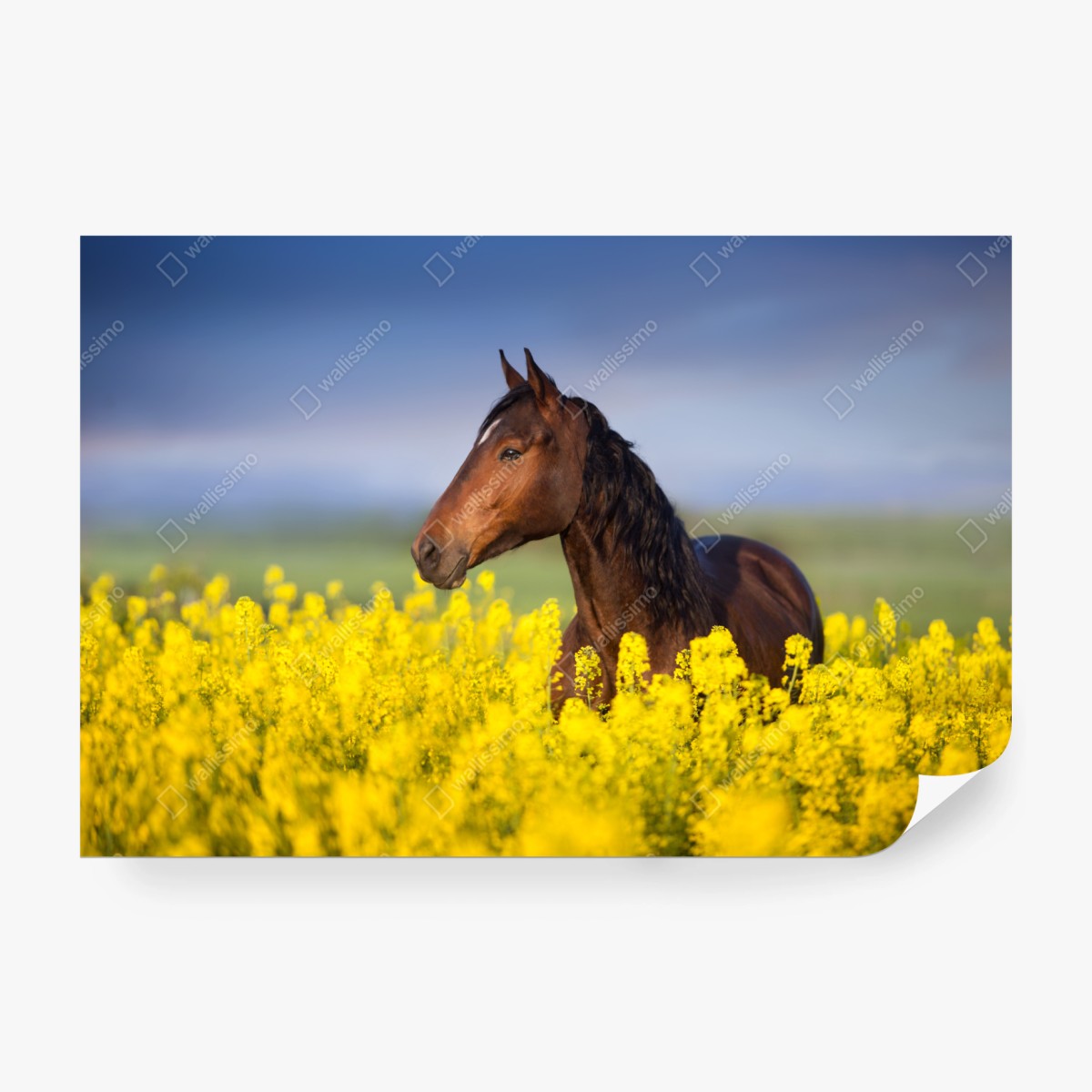 Fototapete braunes pferd im gelben rapsfeld – Pixers®