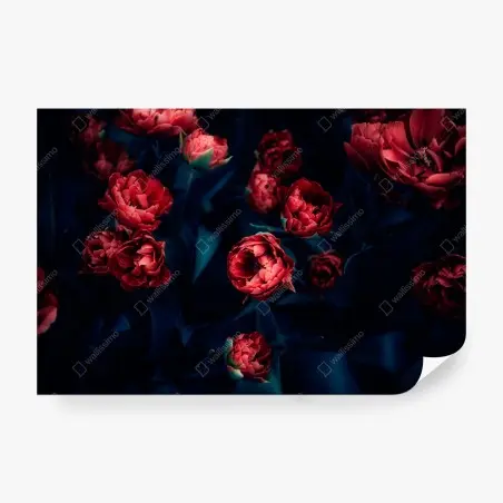 Fototapete dunkler roter tulpenstrauß – Pixers®