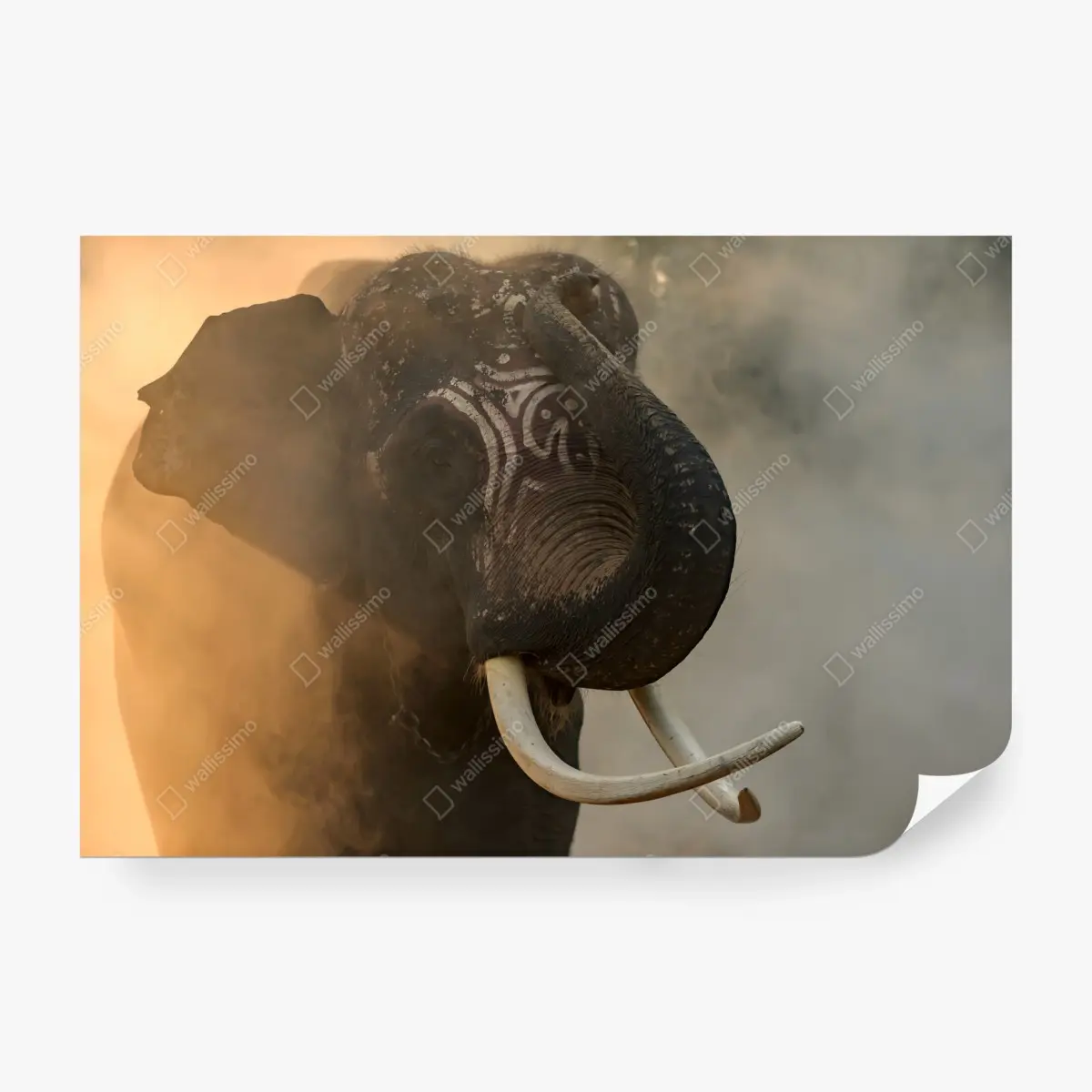 Fototapete majestätischer Thai-elefant mit stoßzähnen – Pixers®
