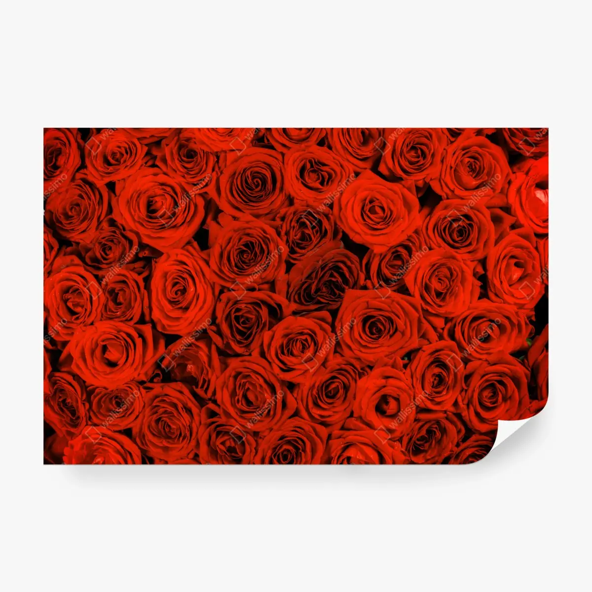 Fototapete prächtiger strauß roter rosen – Pixers®