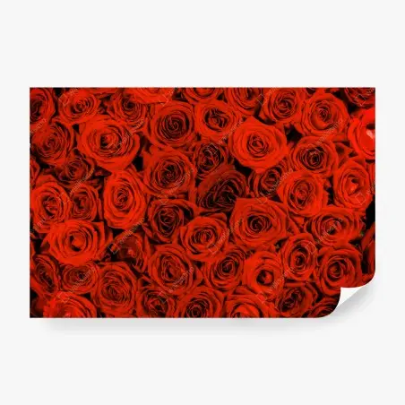 Fototapete prächtiger strauß roter rosen – Pixers®