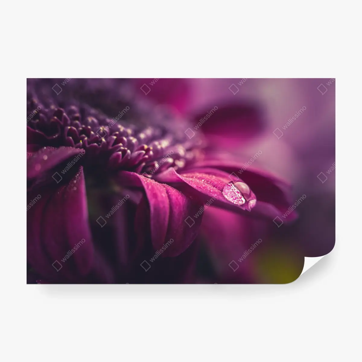 Fototapete lila makroblüte mit tautropfen – Pixers®
