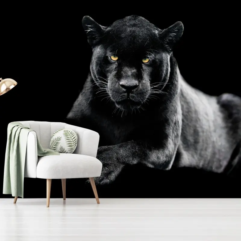 Fototapete porträt eines schwarzen panthers vor schwarzem hintergrund