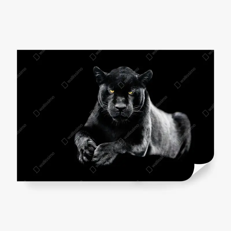 Fototapete porträt eines schwarzen panthers vor schwarzem hintergrund