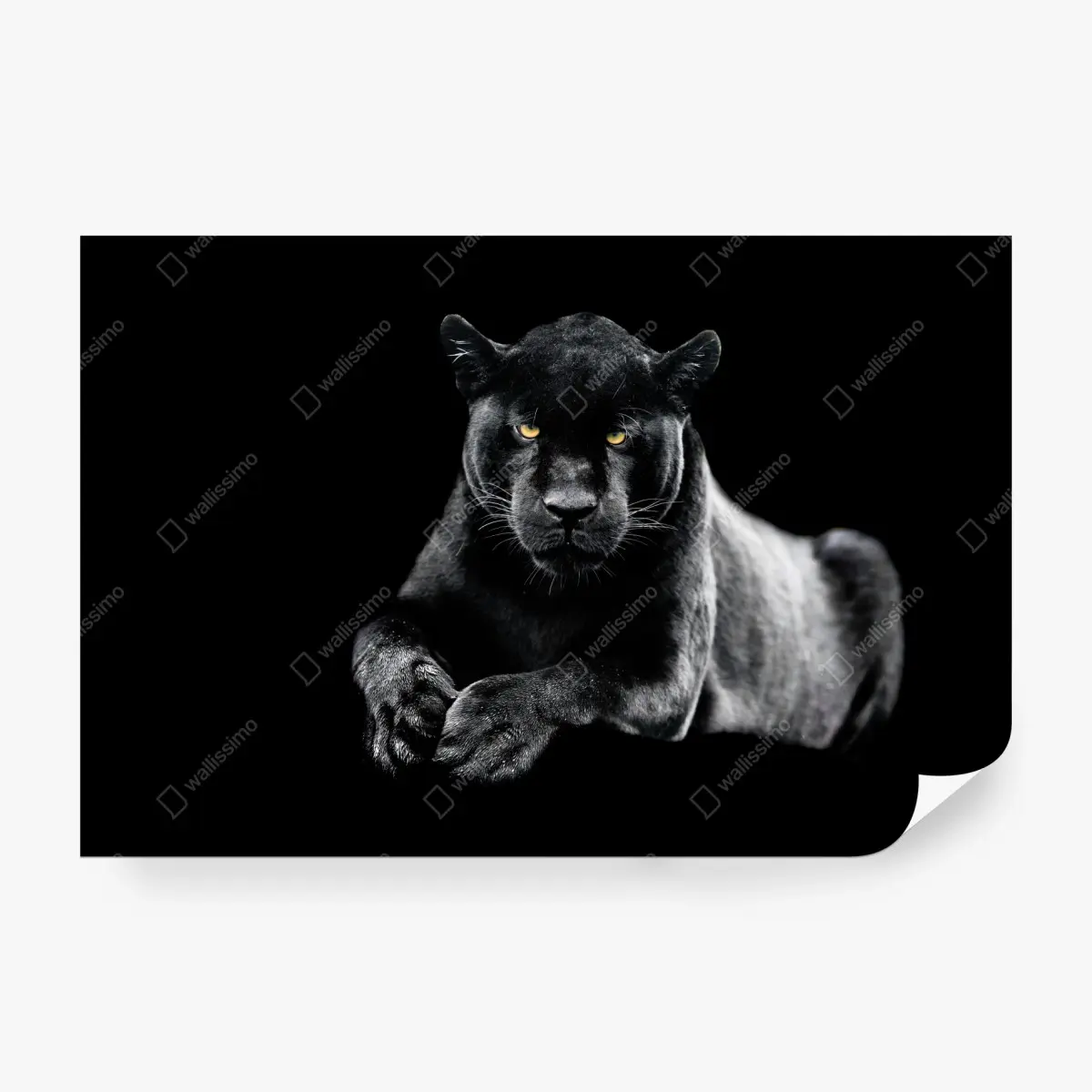 Fototapete porträt eines schwarzen panthers vor schwarzem hintergrund – Pixers®