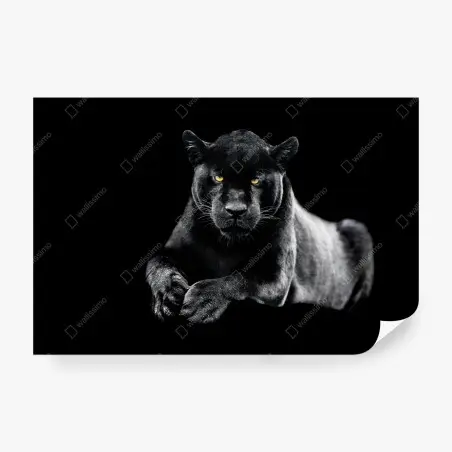 Fototapete porträt eines schwarzen panthers vor schwarzem hintergrund – Pixers®