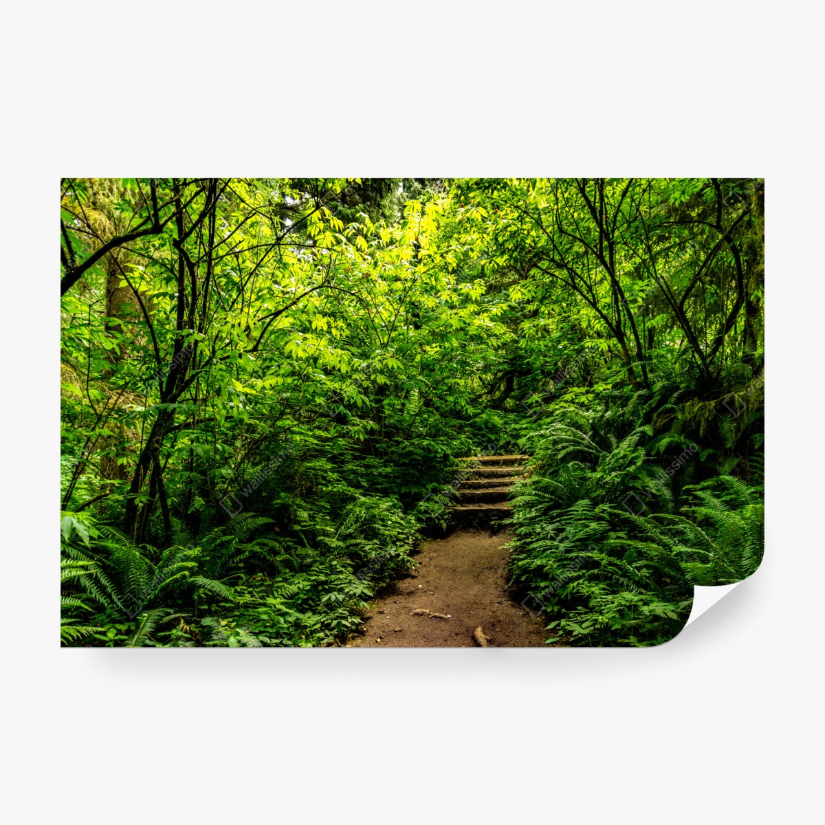 Fototapete üppiger waldpfad – Pixers®