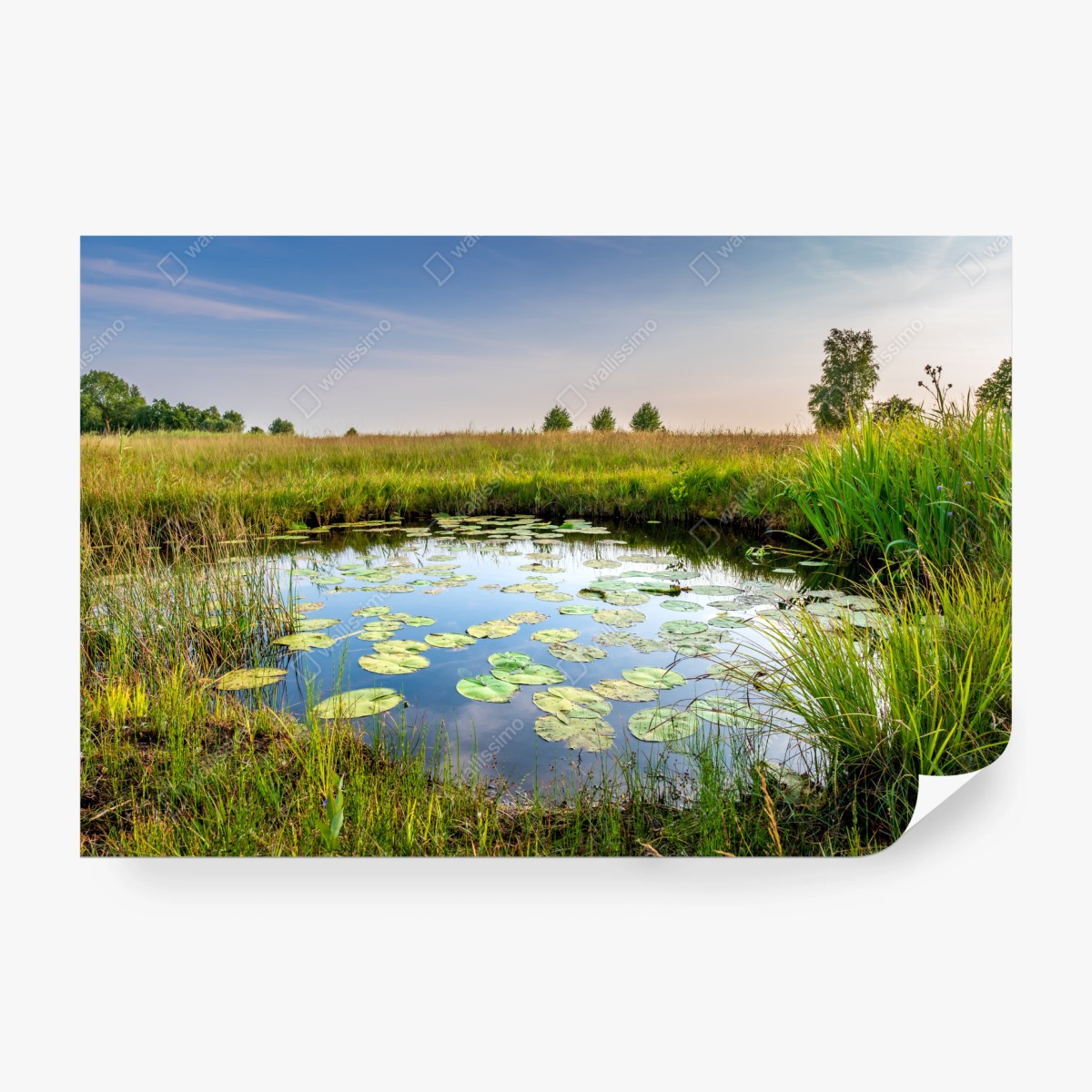Fototapete ruhiger seerosen-teich in der wiese – Pixers®