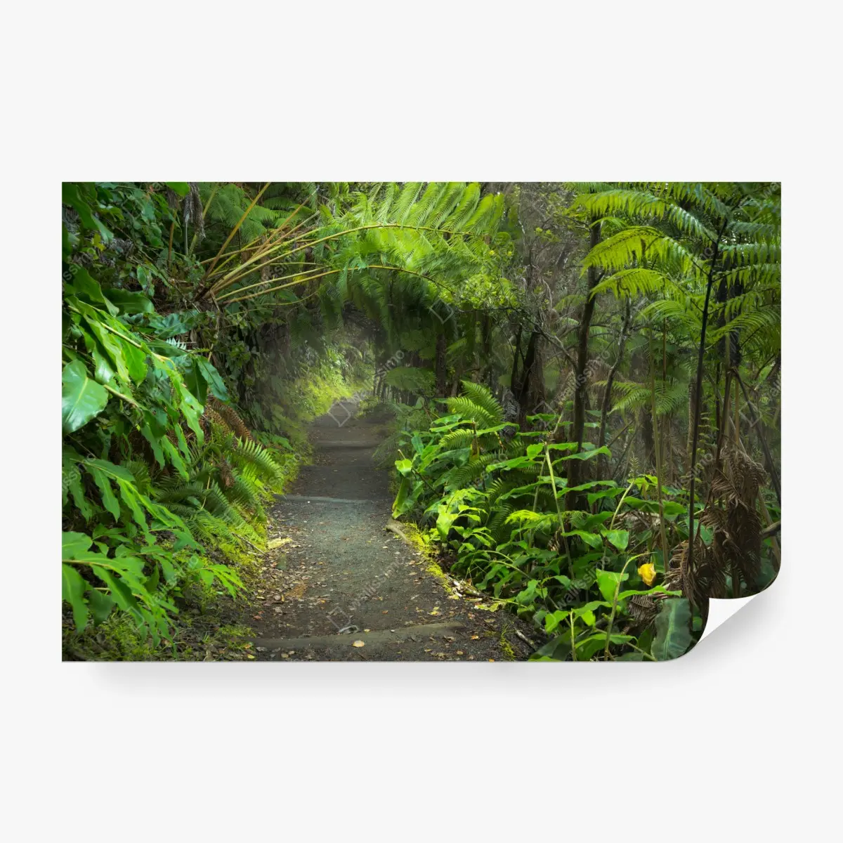 Fototapete üppiger regenwaldpfad im Kilauea Iki, Hawaii – Pixers®