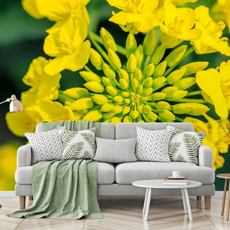 Fototapete lebhafte gelbe rapsblüte im nahen makro