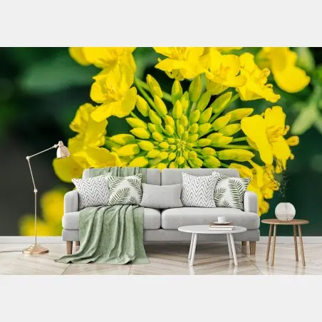 Fototapete lebhafte gelbe rapsblüte im nahen makro – Pixers®