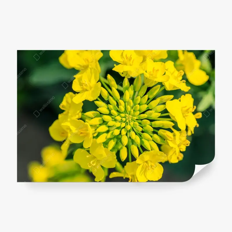 Fototapete lebhafte gelbe rapsblüte im nahen makro