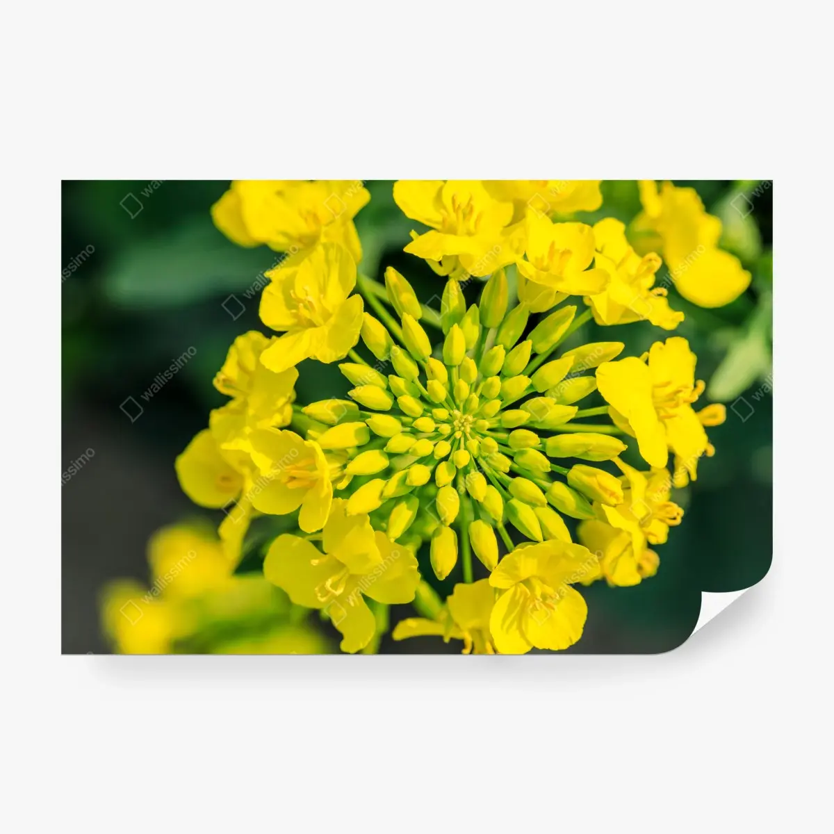 Fototapete lebhafte gelbe rapsblüte im nahen makro – Pixers®