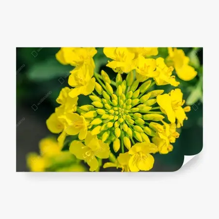 Fototapete lebhafte gelbe rapsblüte im nahen makro – Pixers®