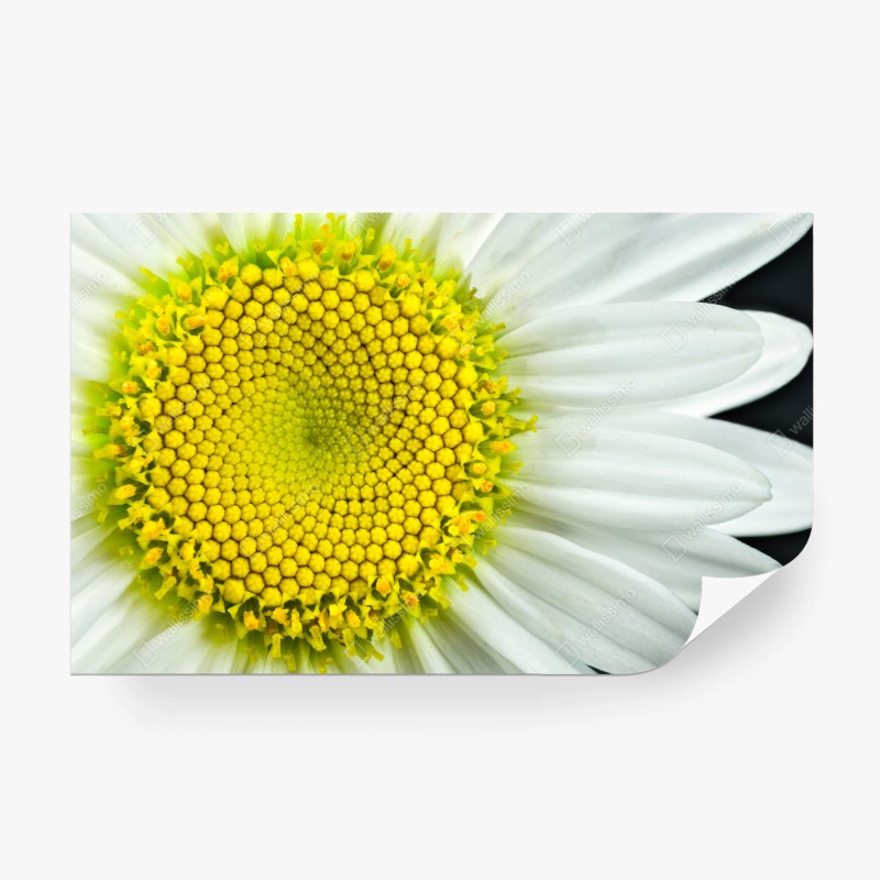 Fototapete makro gänseblümchen spiralmuster