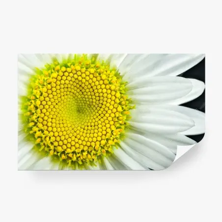 Fototapete makro gänseblümchen spiralmuster – Pixers®