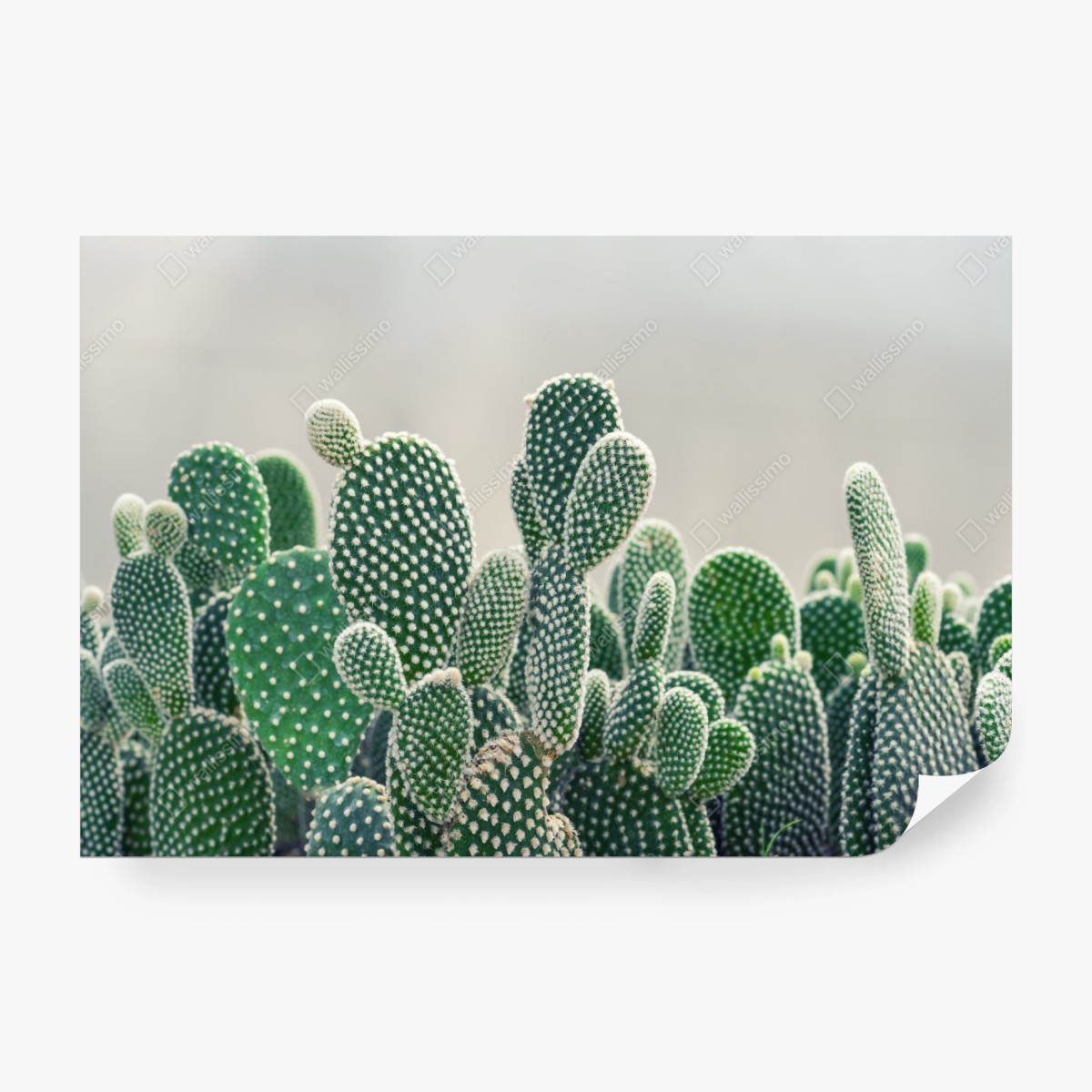Fototapete nahaufnahme eines opuntienkaktus – Pixers®