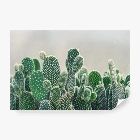 Fototapete nahaufnahme eines opuntienkaktus – Pixers®