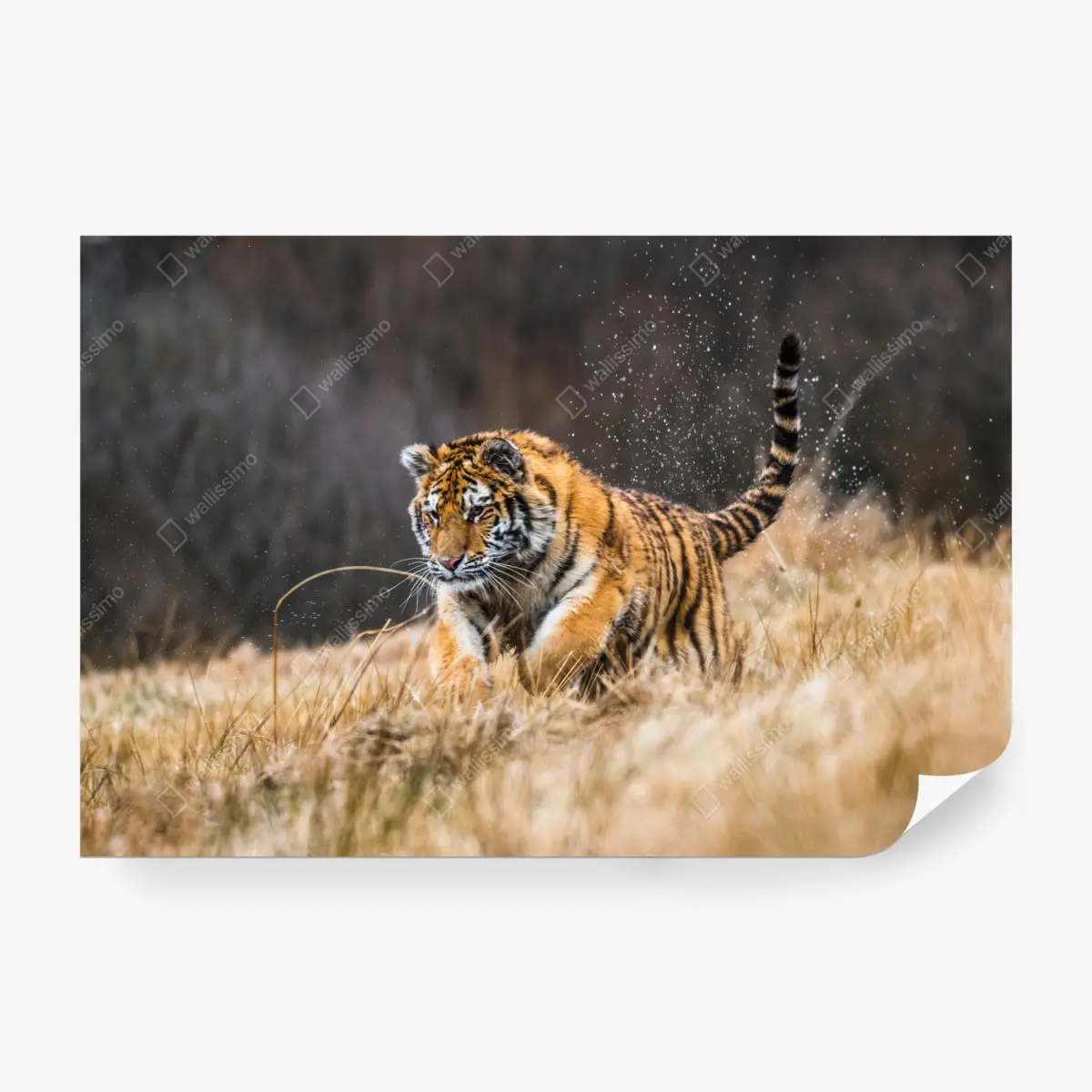 Fototapete sibirischer tiger in bewegung – Pixers®