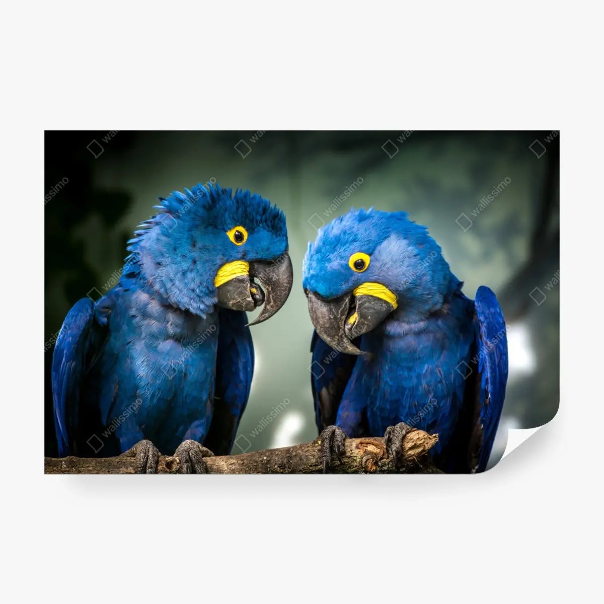 Fototapete paar blauer aras - nahaufnahme – Pixers®