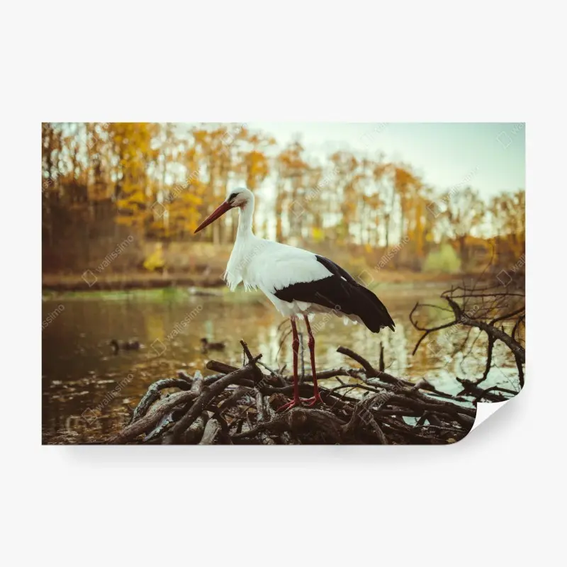 Fototapete weißer storch am herbstlichen see