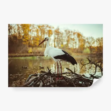 Fototapete weißer storch am herbstlichen see – Pixers®