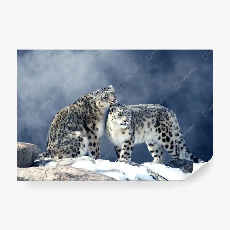 Fototapete majestätische schneeleoparden im winter