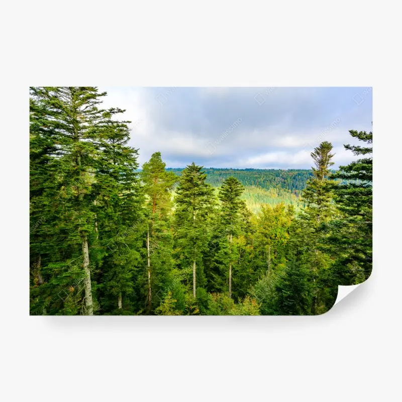 Fototapete Schwarzwald herbstliche waldlandschaft