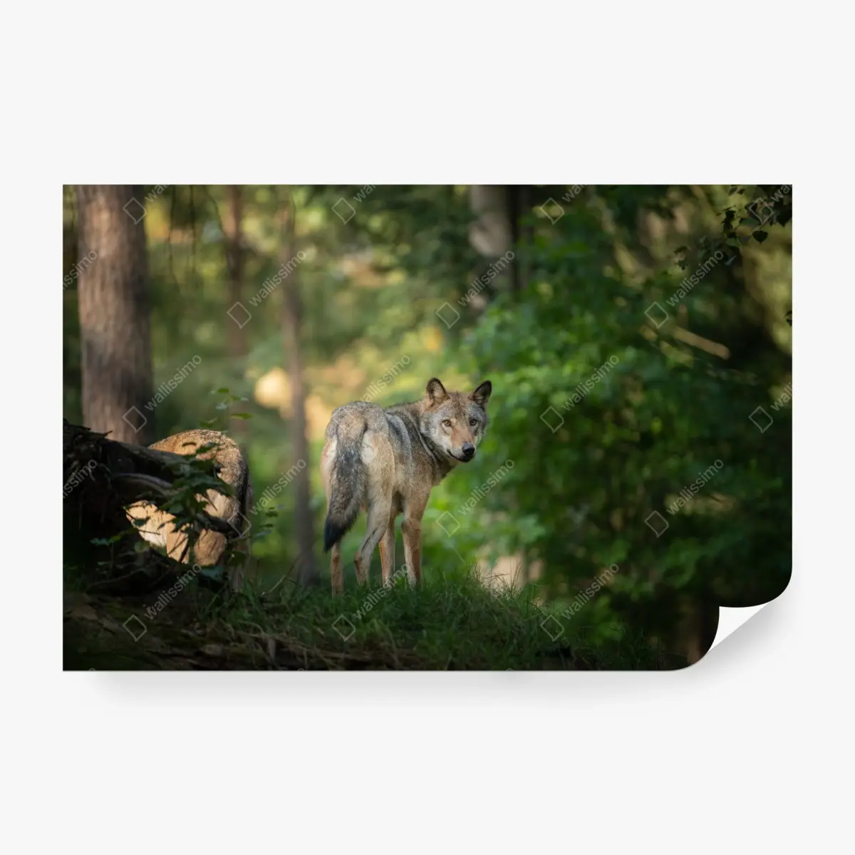 Fototapete wolf auf der lichtung im wald – Pixers®