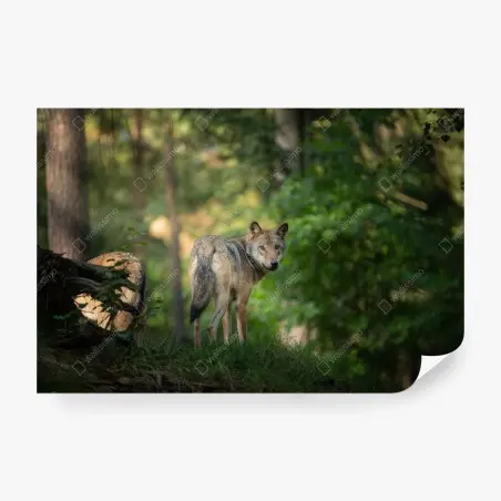 Fototapete wolf auf der lichtung im wald – Pixers®