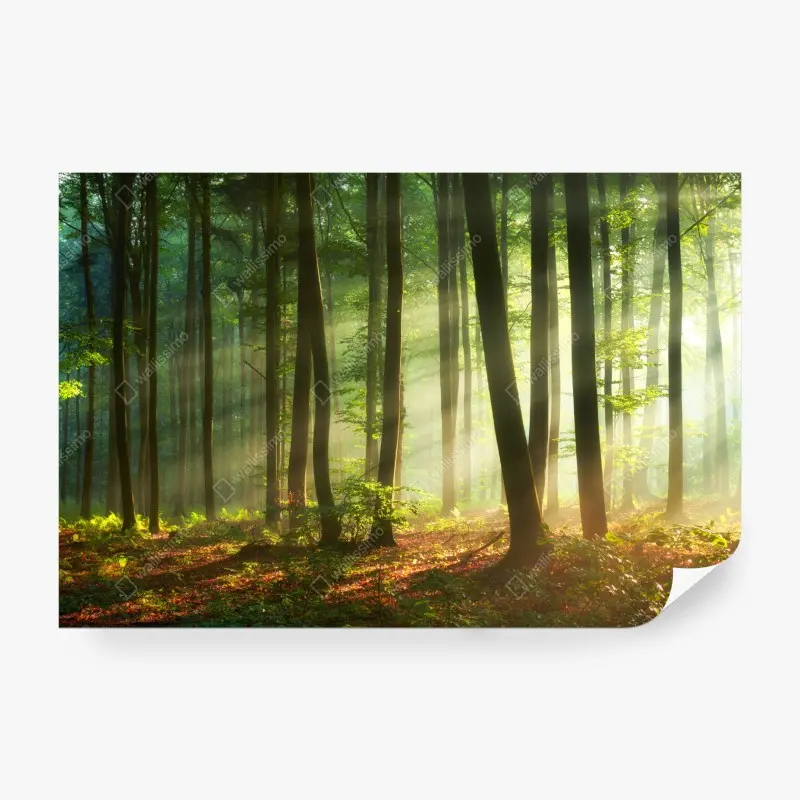 Fototapete sonnenbeschienener morgenwald