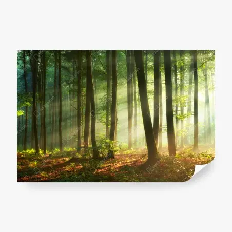Fototapete sonnenbeschienener morgenwald – Pixers®