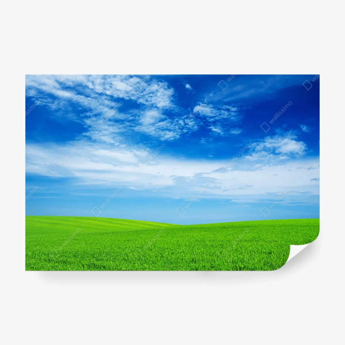 Fototapete grüne wiese unter blauem himmel – Pixers®