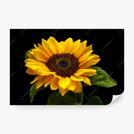 Fototapete leuchtende sonnenblume auf schwarzem hintergrund – Pixers®